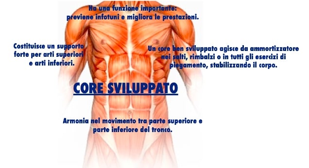 Struttura dei muscoli addominali il core